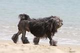 PETIT CHIEN LION 116